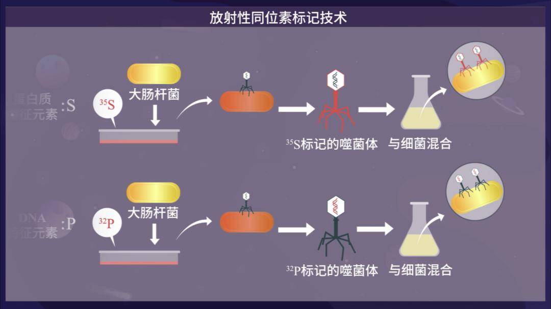 生物大师高中 dna是主要遗传物质 下 后抗生素时代 噬菌体