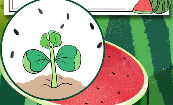 一个西瓜的好坏从根本上还是由基因决定的,品种好的种子萌发开始就有