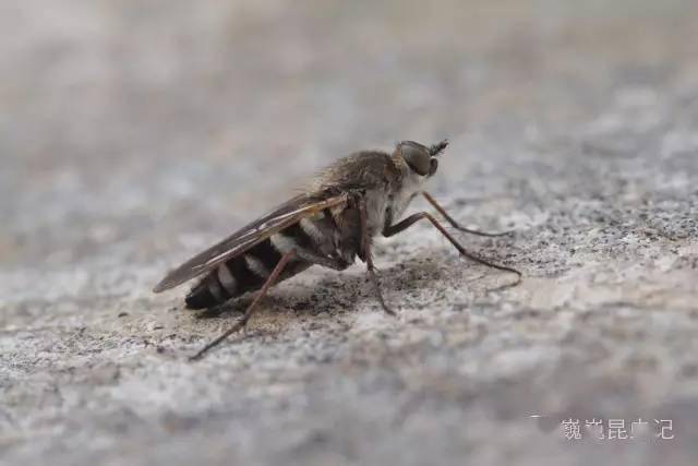 【虫谱大观】穴虻科 vermileonidae_幼虫