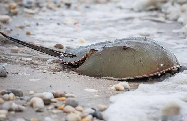 蓝色血液的人类 fe3f58f005a24fbe98a97222f1f57688.jpeg