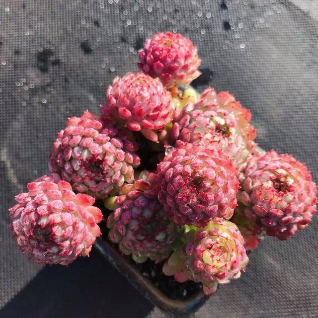 多肉小红衣价格 3adab7d64a6941a7beb3ca902930ac20.jpeg