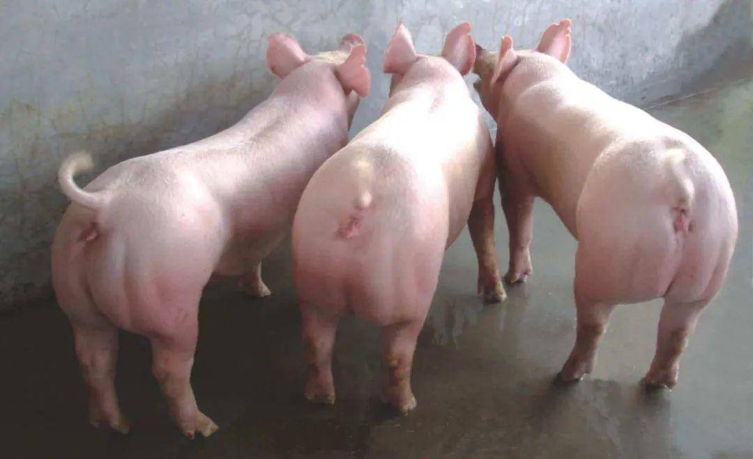 二元猪和三元猪有什么区别对繁殖能力有多少影响
