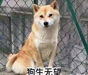 狗为啥不喜欢盖被子 4646c9846c9b4b7f8264d4f3c5396a5d.jpeg