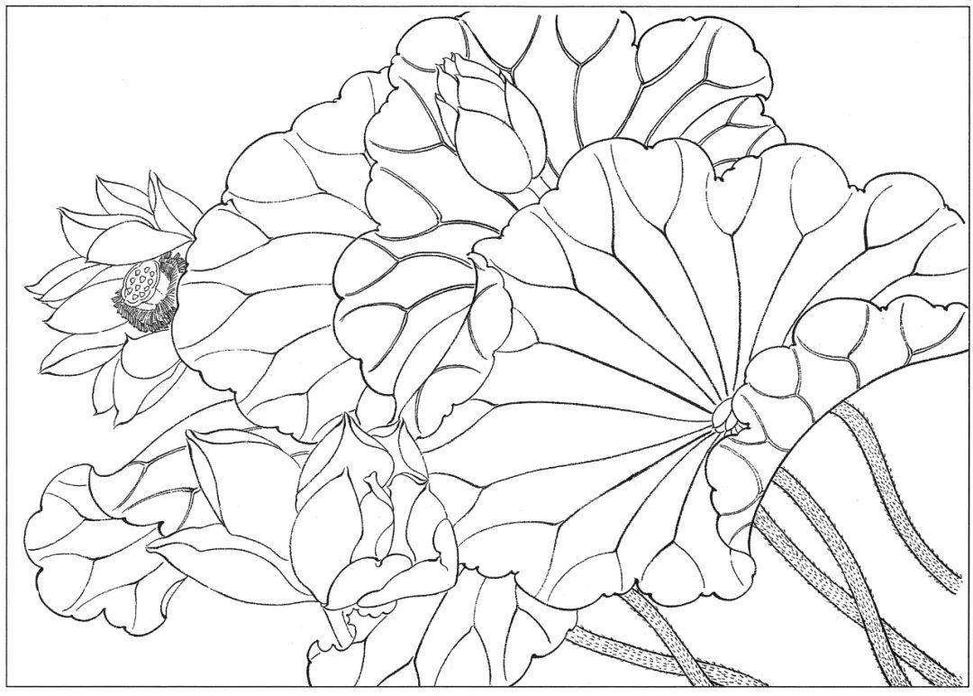 白描素材:高清荷花58幅