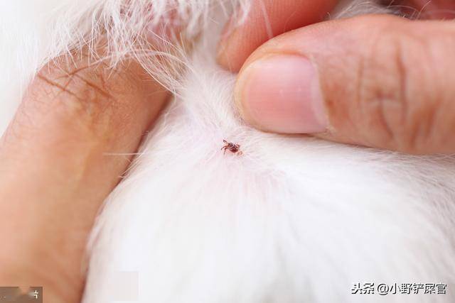 耳道虫和疥癣螨虫是由其他动物传染给狗狗的,秋收大多出现在8月到11