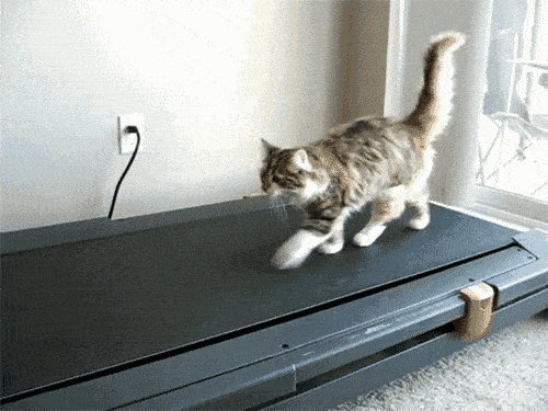 甩头发的猫 8cc0bd1544c344c1b129636e6b1ce145.gif