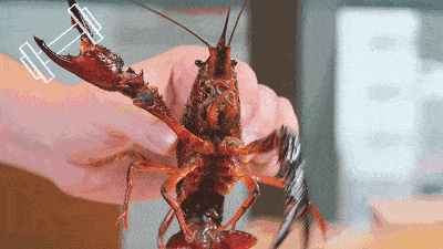 8fe9fd8ea18a4c688abc63f1c6398da1.gif