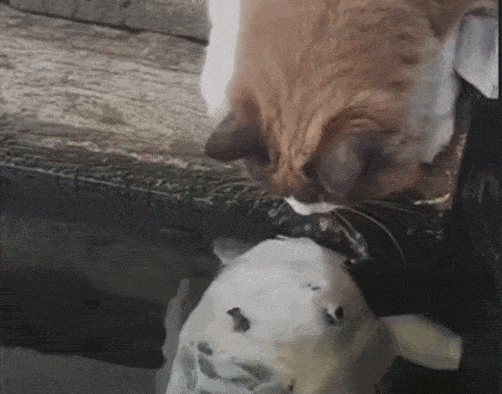 怕猫咪孤独养一大池锦鲤难道是想养胖了再动手