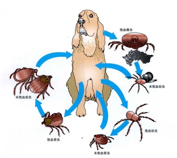 蜱虫在狗狗身上繁殖图