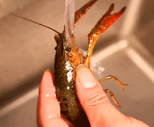 虾怎么开壳去虾线 99de14008c40485889488f39d13a9c9b.gif