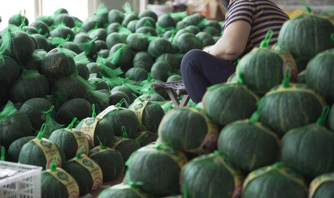 板栗南瓜价格 d34acd147761494f8c18ae62d9e852e3.jpeg