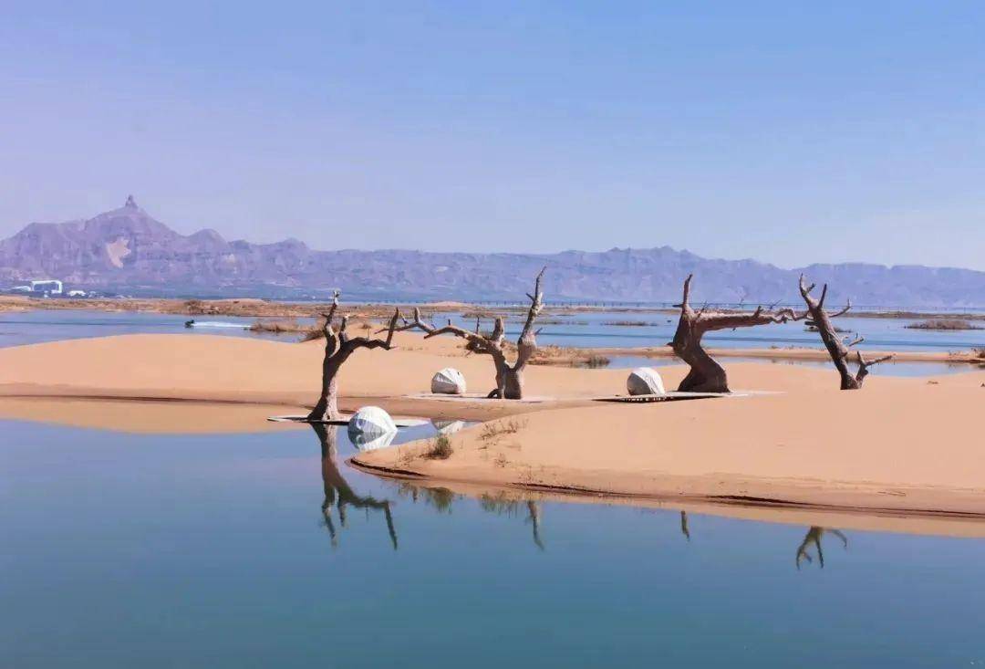 老神树网红打卡点·激情乌海湖· 来沙漠看海