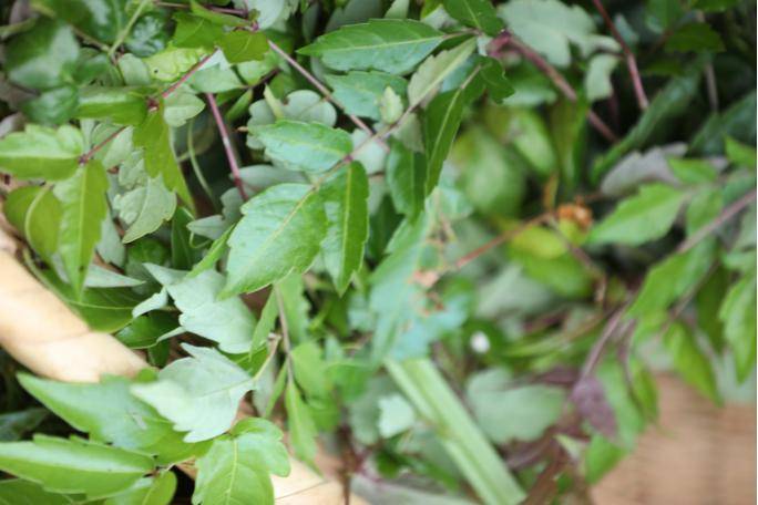 通过自己带领团队进行技术改良,将一寒一温的茶陵野生藤茶和野生桂花