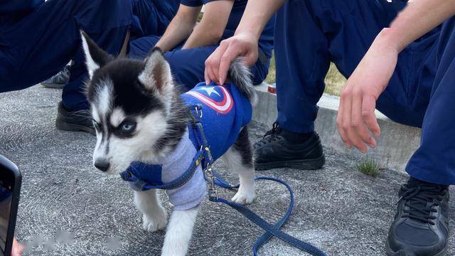 消防小哥训练哈士奇做警犬结果二哈把消防队拆了