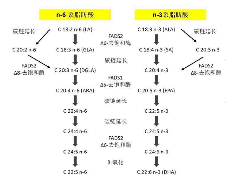 图2. 不饱和脂肪酸体内合成的路径