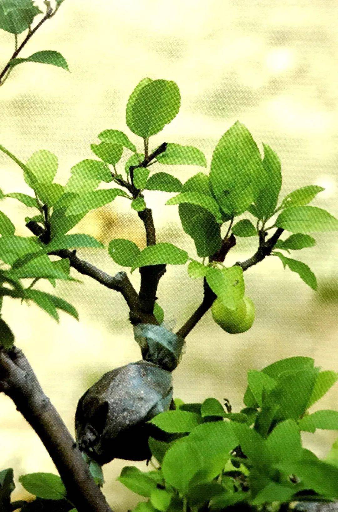 小柑桔的功效与作用_柑桔弱树复强的施肥技术_钾肥对柑桔树作用