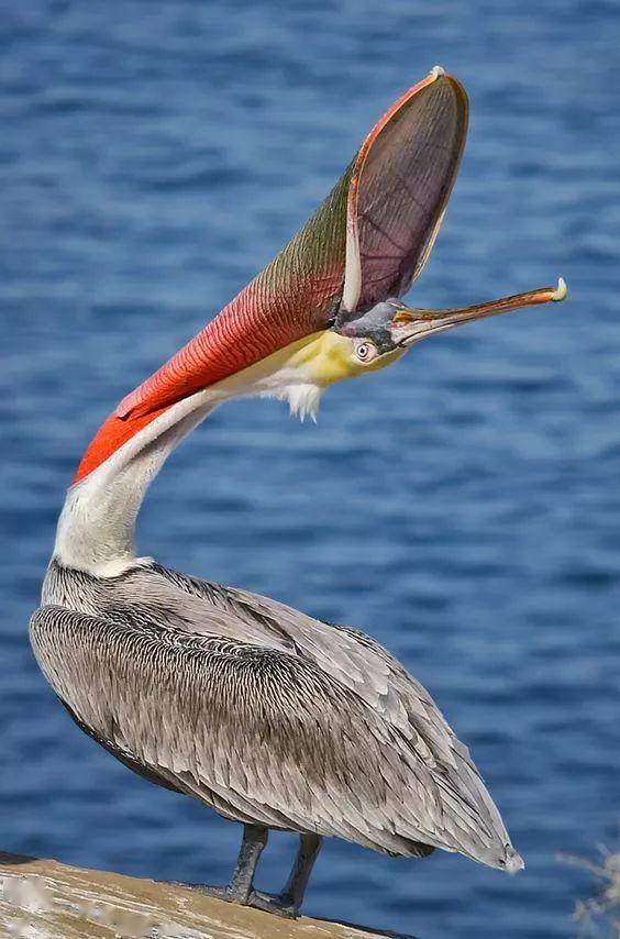 人怎么才能长翅膀 c318be9501cc43efa815d89762adcfcc.jpeg