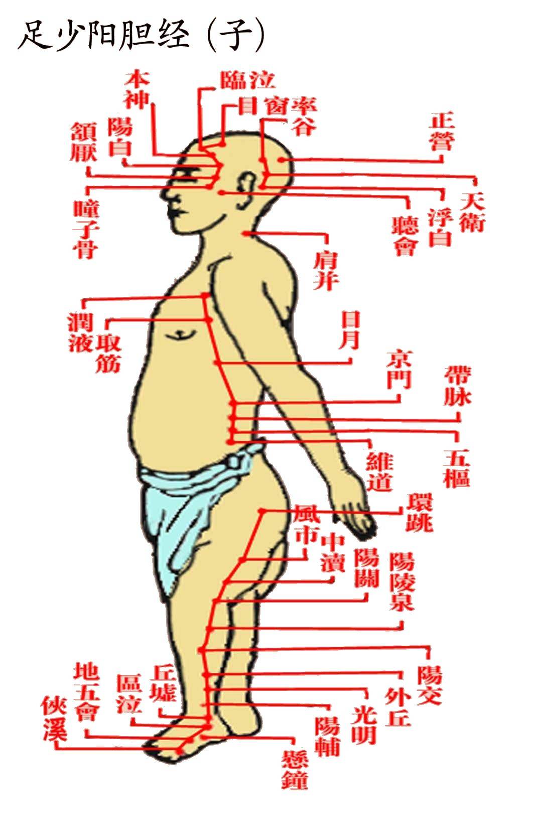 一,敲胆经:活血排毒,排水肿 按摩敲打胆经,可以舒经通络,活血排毒