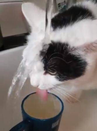 口渴等不及!怕水猫急到浇头灌水