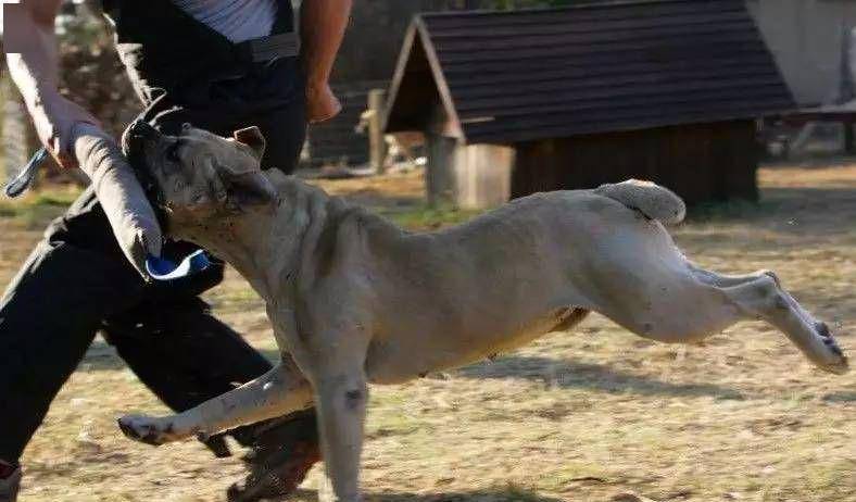 盘点最受欢迎的猛犬,威名震四方,各个都是掌中宝!