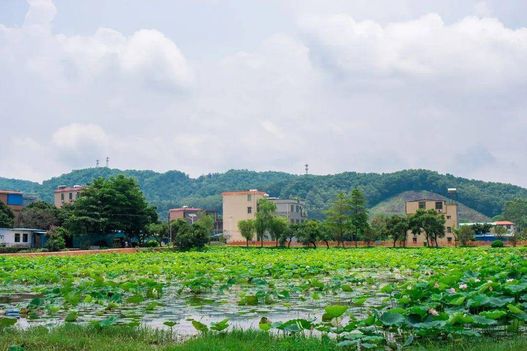 夏日荷花初绽放,来增城这个地方,邂逅"荷花仙子"!_莲塘村