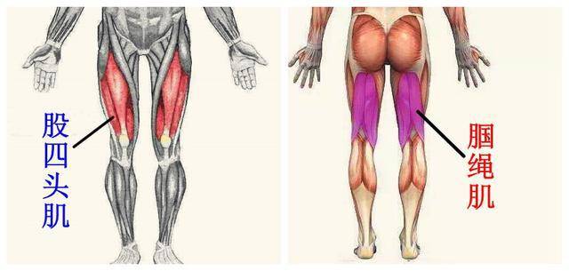①大腿肌肉被分为股四头肌和腘绳肌.