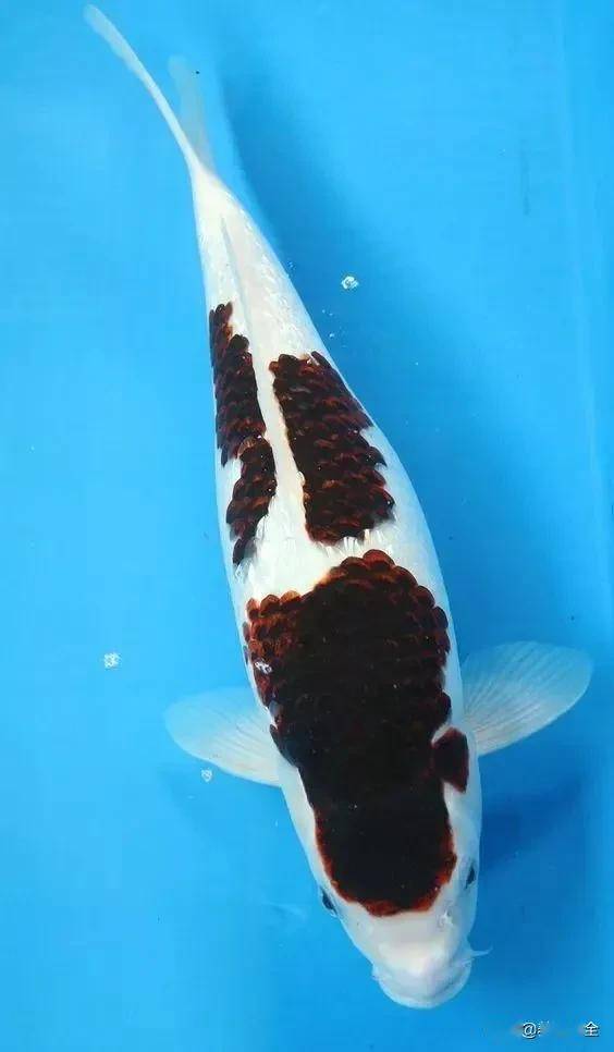 ����5��Ʒ�ֽ���