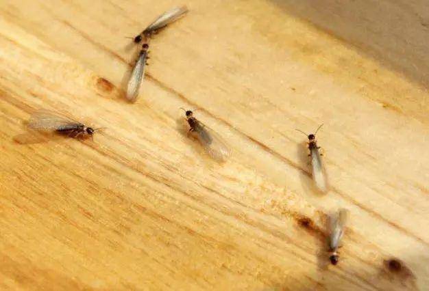 白蚁是全身上下一样粗细的一条,而蚂蚁则会收腰;从翅膀来看,白蚁的四