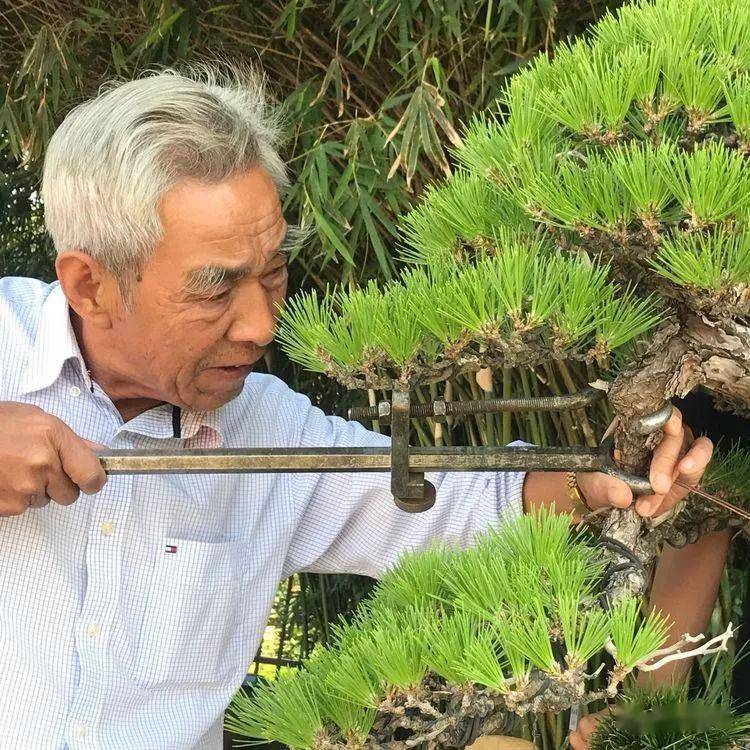 黄敖训大师松树盆景大赏_作品