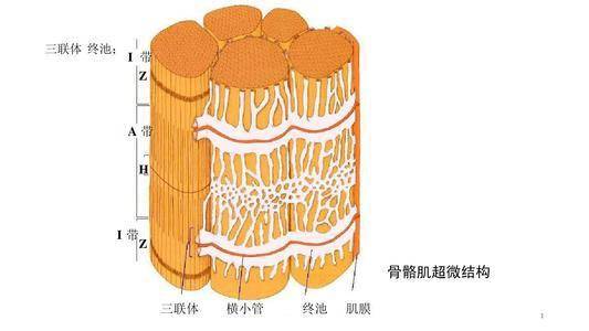 骨骼肌是如何收缩的?3个层面为你讲解_结构