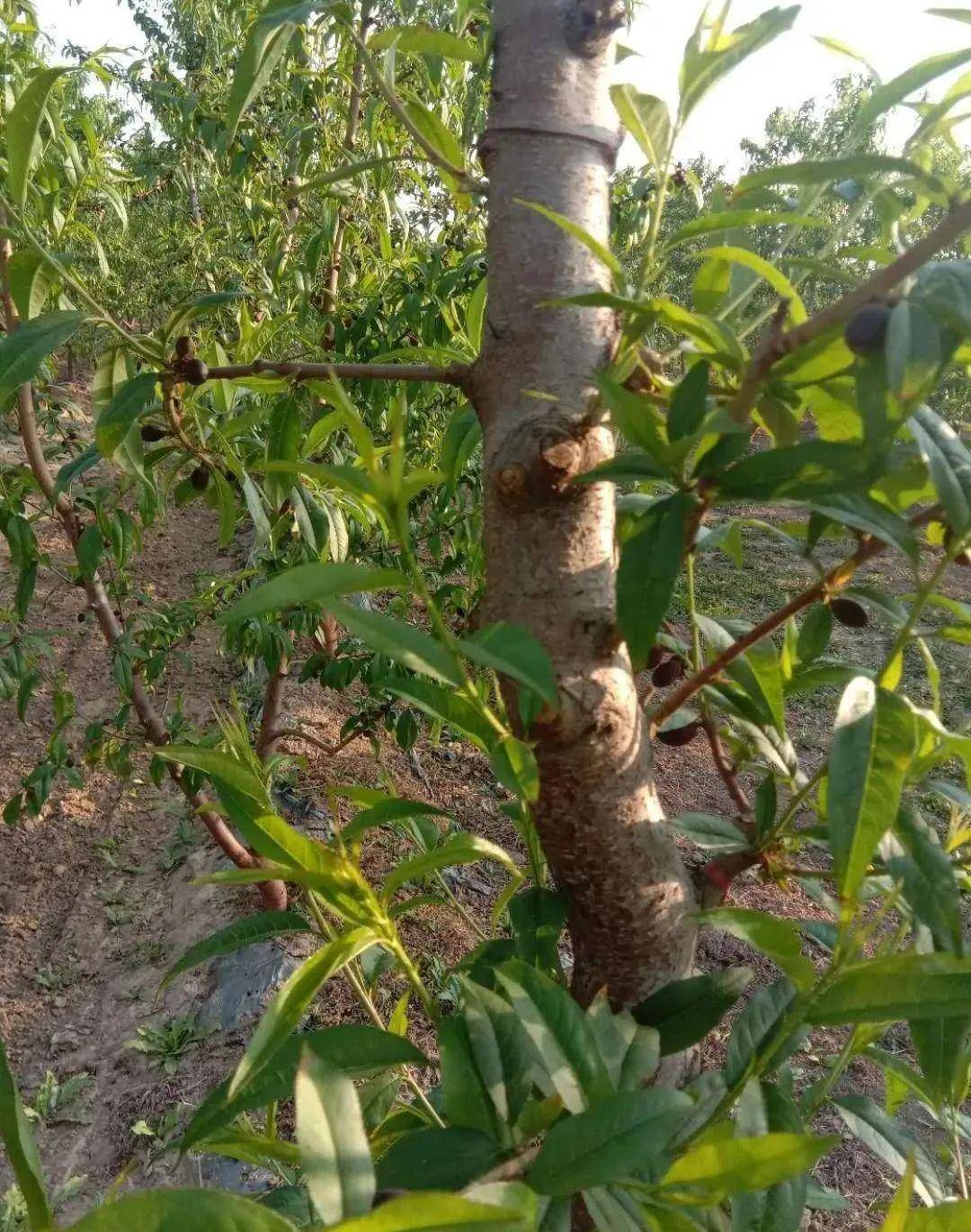 栽培桃树主干枝下部势弱芽不出环割控上促下长好条