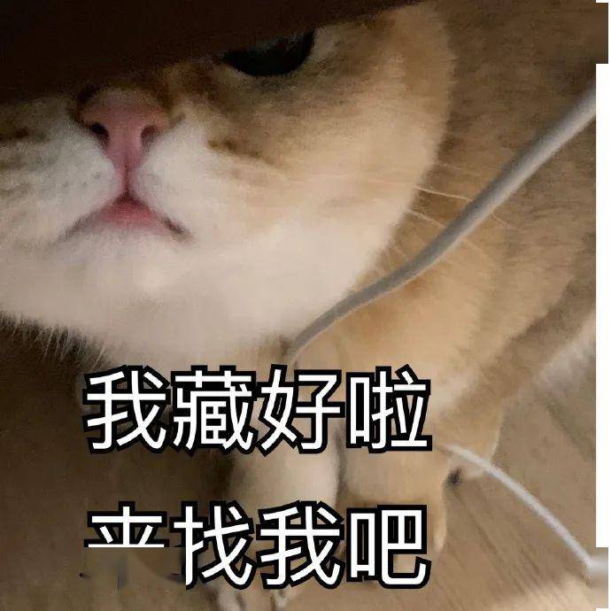 表情包猫咪表情包我藏好了来找我吧