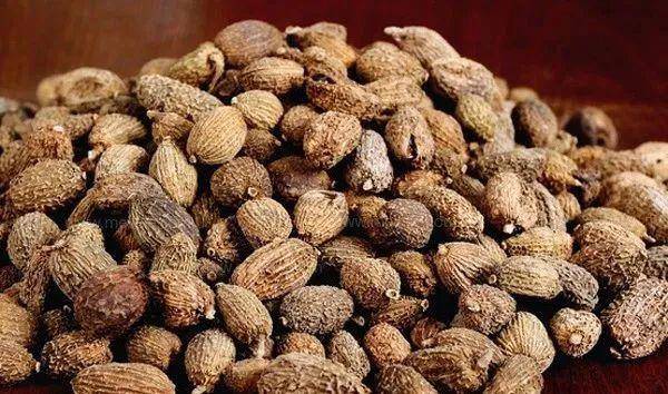 止泻的中药有哪些中药材 75e8dac503e04a8d9abe16074b5cc9f7.jpeg