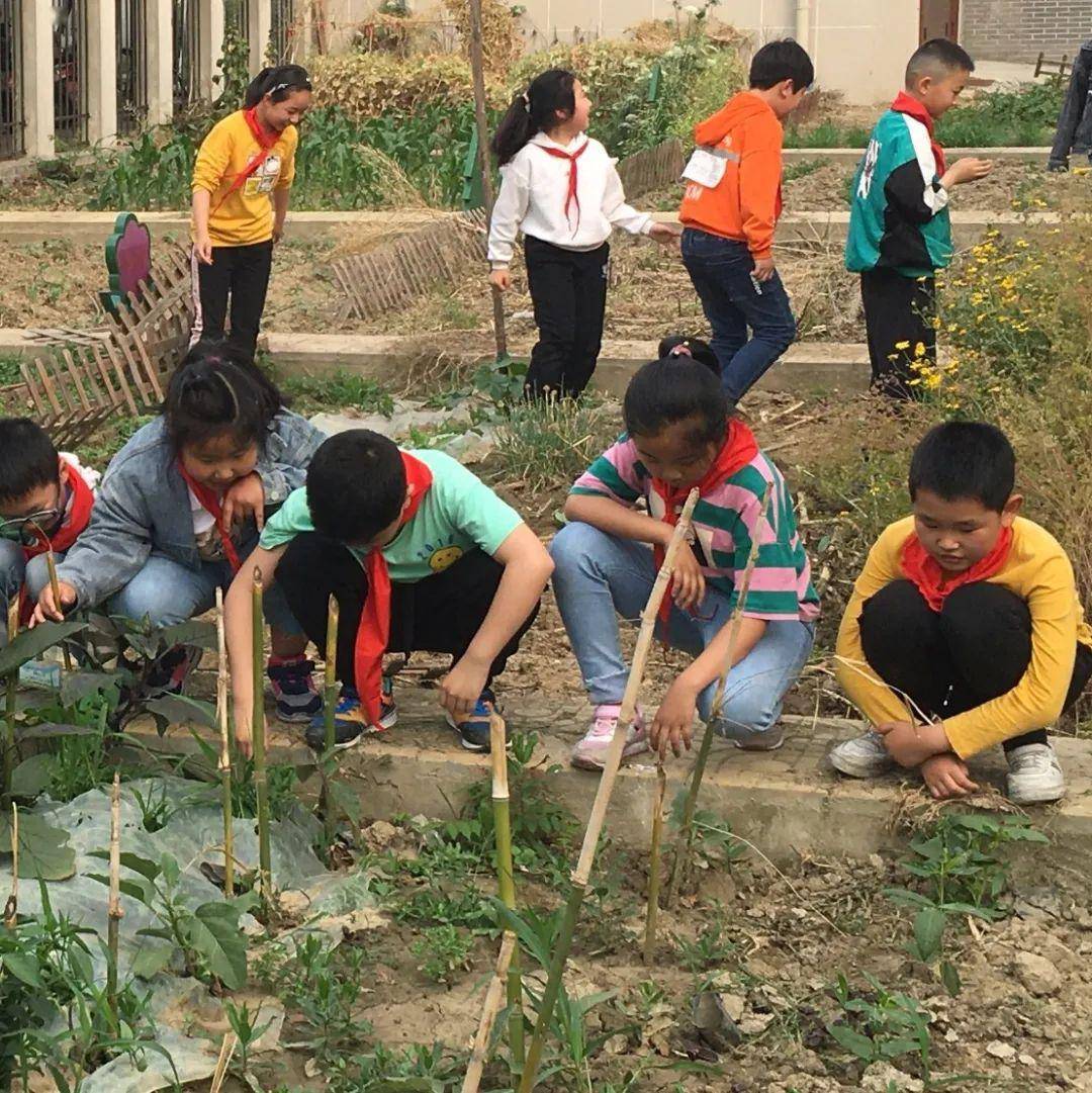 伍佑小学将开心农场搬进校园,让学生体验劳动乐趣