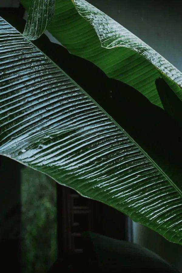 隔窗知夜雨芭蕉先有声