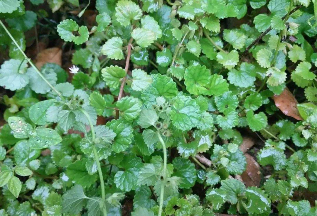 伞形科积雪草属,别名:落得打,崩大碗,连钱草,地钱草,铜钱草,铁打盏