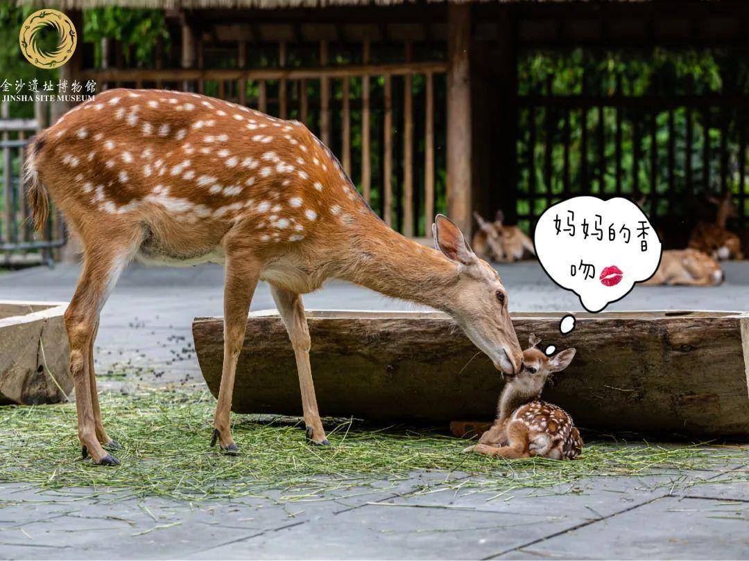 出生日期很特别这只鹿宝宝刚出生网友们已经为他操碎了心最后定下来