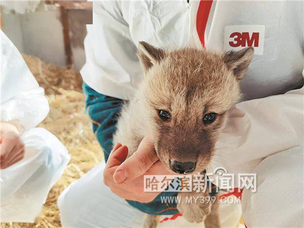 宝宝|全省首例！极地馆北极狼三胞胎满月啦