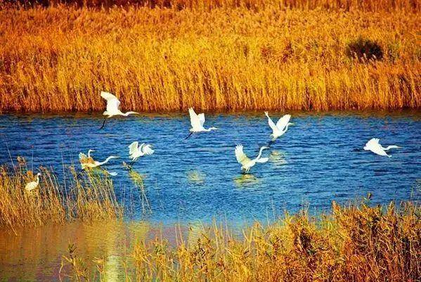 中国最美的6大沼泽湿地,每一个都美爆了