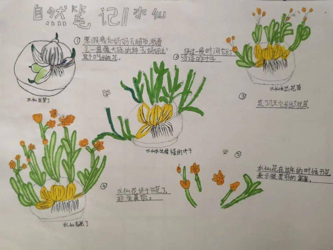 三(2)班作者:胡骁 《莓》2班级:三(2)班作者:董家辰 《桃》1自然笔记