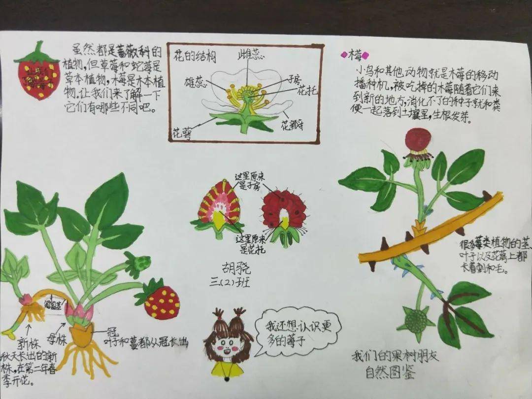 自然笔记——植物篇  1       董家辰 《桃》 班级:三(2)班 2