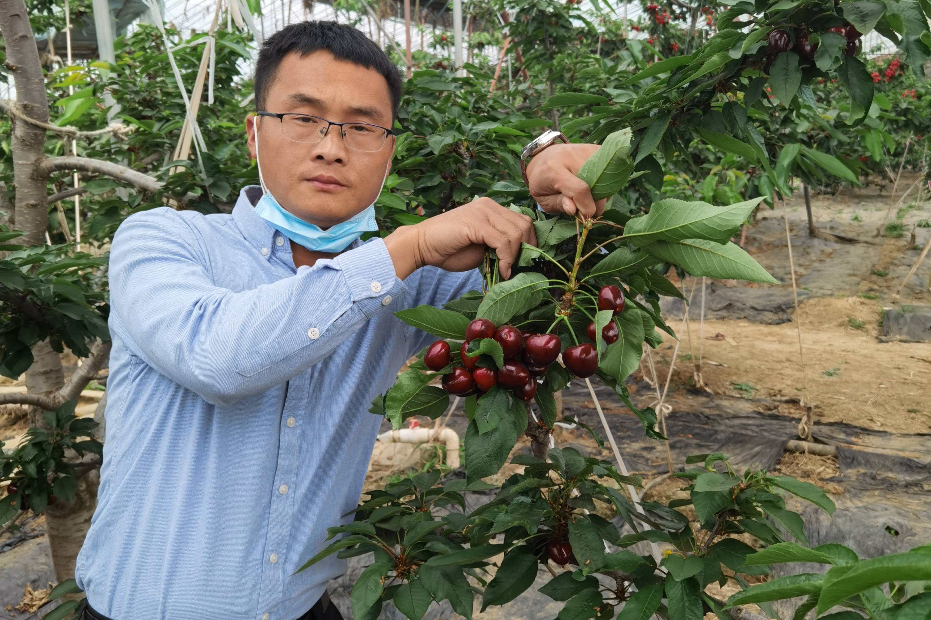 2年生一根棍加拿大巨人樱桃树报价结果的辉煌15樱桃树栽植技术