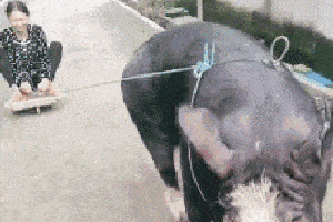 搞笑gif:媳妇你养的这头猪真不错,可以拉人逛街了