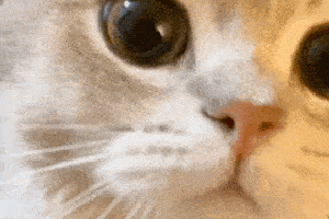 卖萌表情   小奶猫表情包(三)