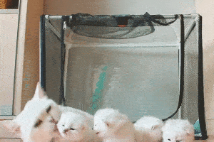 波斯猫拉肚子怎么办?