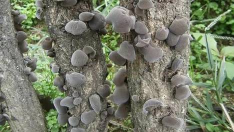柞水黑木耳爆火的背后，走进野森林