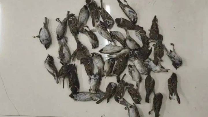 黑龙江一男子药杀麻雀40余只,是违法犯罪吗?