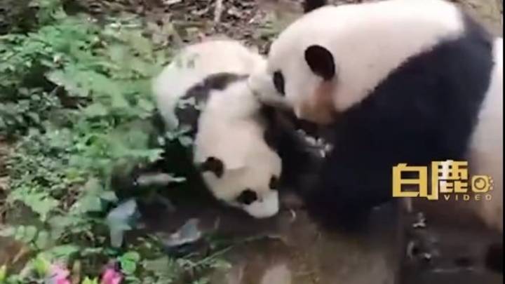 大熊猫幼崽吃游客掉落口罩,幸亏妈妈及时把娃叼走,你怎么看?
