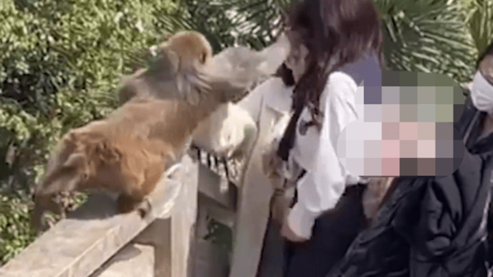 女子给猴子喂食被掌掴,你讨厌猴子吗?