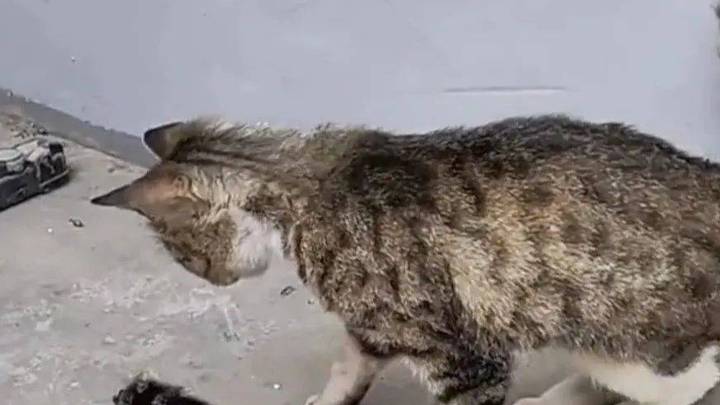 猫知道尾巴是自己的吗?
